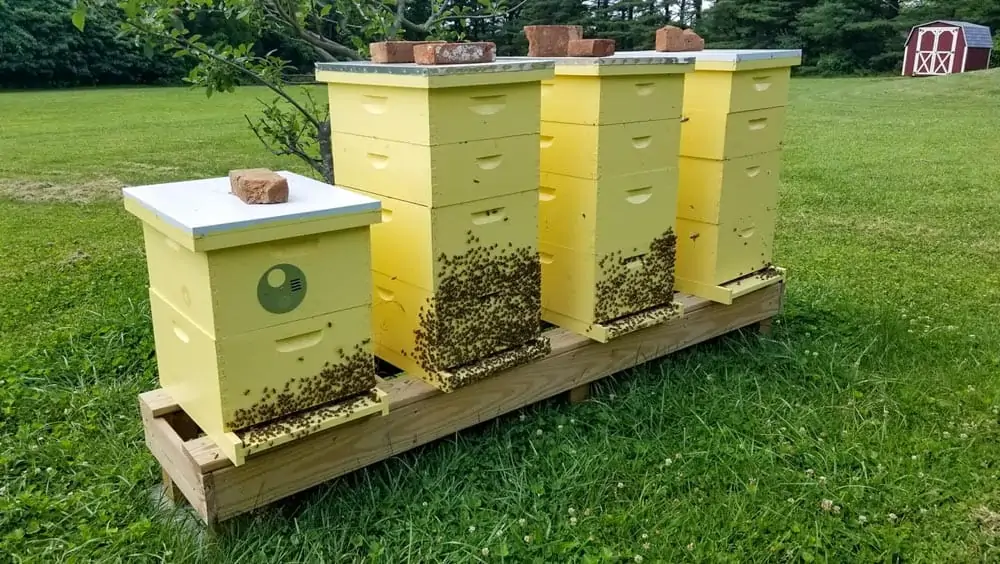 Local Honey in Frederick, Md