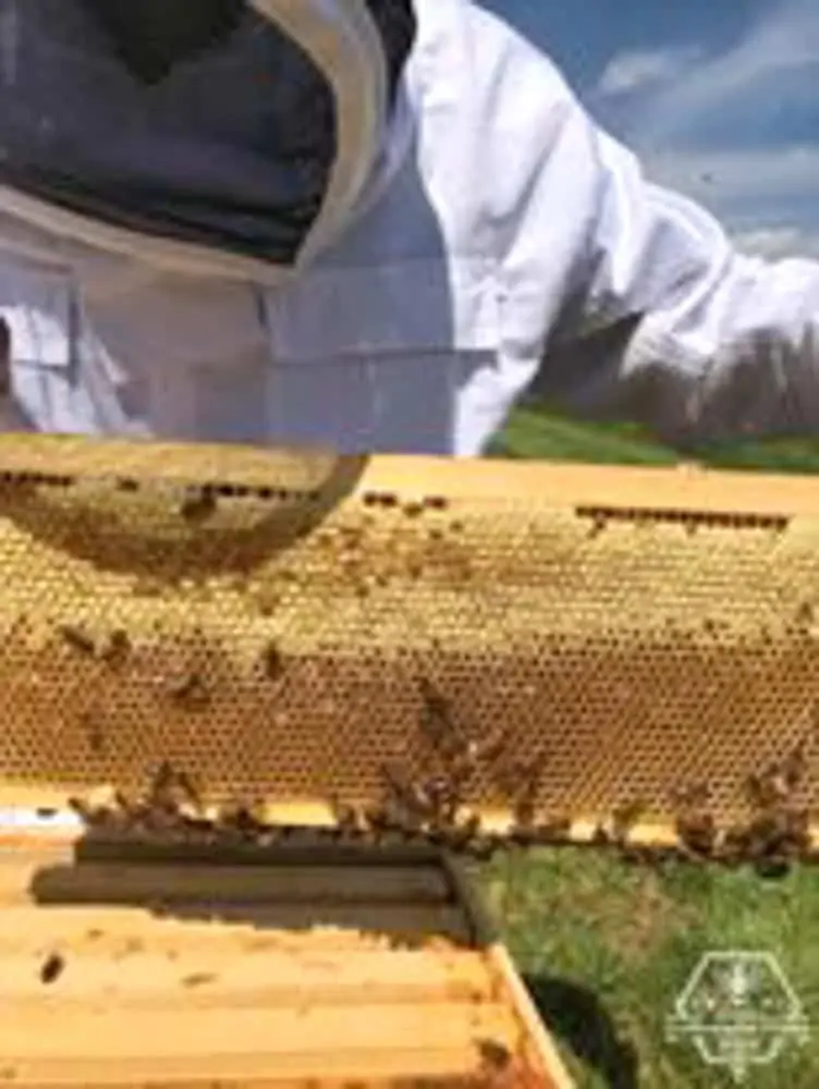 Coppermine Combs Apiary