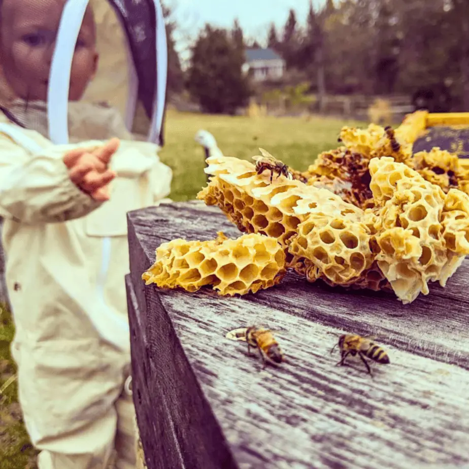 Local Honey in Frederick Md