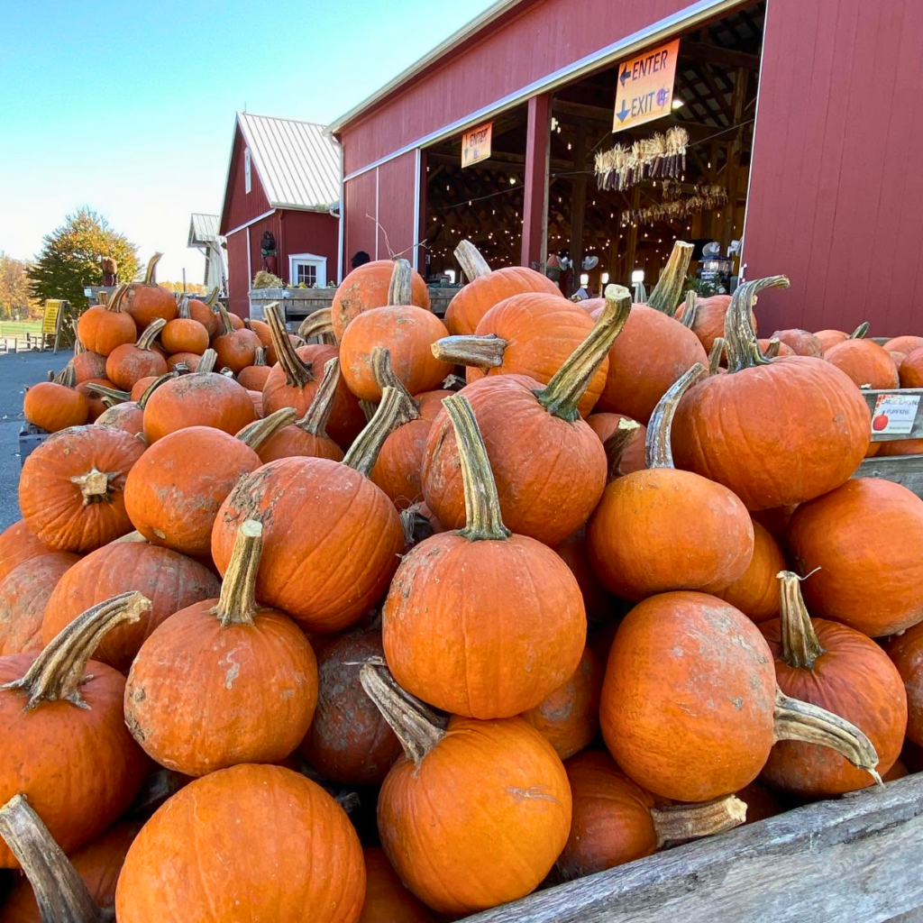 Picture of a pile of pumpkins at a pumpkin patch in Frederick Maryland