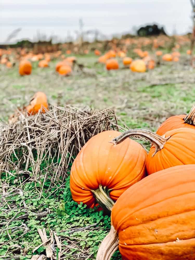 Pumpkin Patches in Frederick Md & Nearby