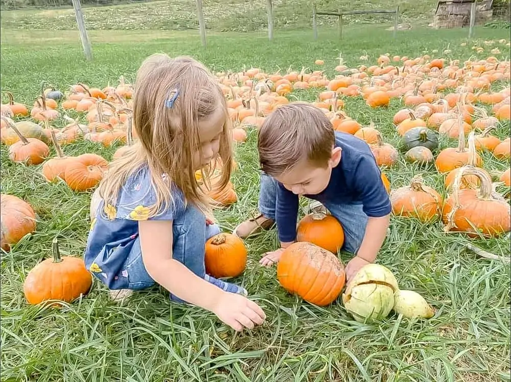 Green Meadows Petting Farm Fall Festival