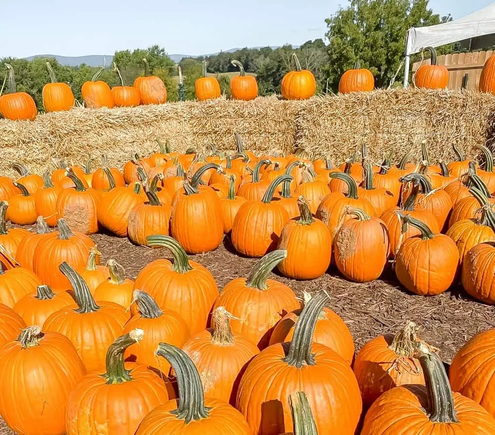 20 Fall Festivals In Frederick Md & Nearby (2022)