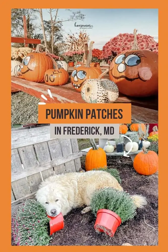 20 Best Pumpkin Patches in Frederick Md & Nearby (2021)