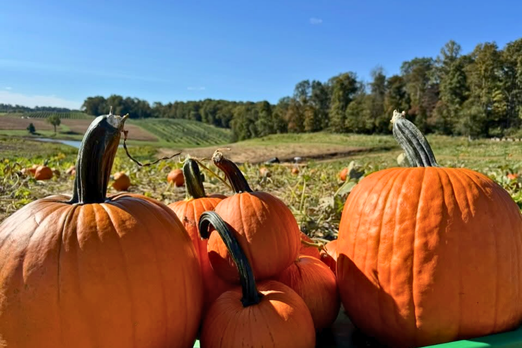 Pumpkins and gourds for sale at Baugher’s Orchard in Westminster, Maryland