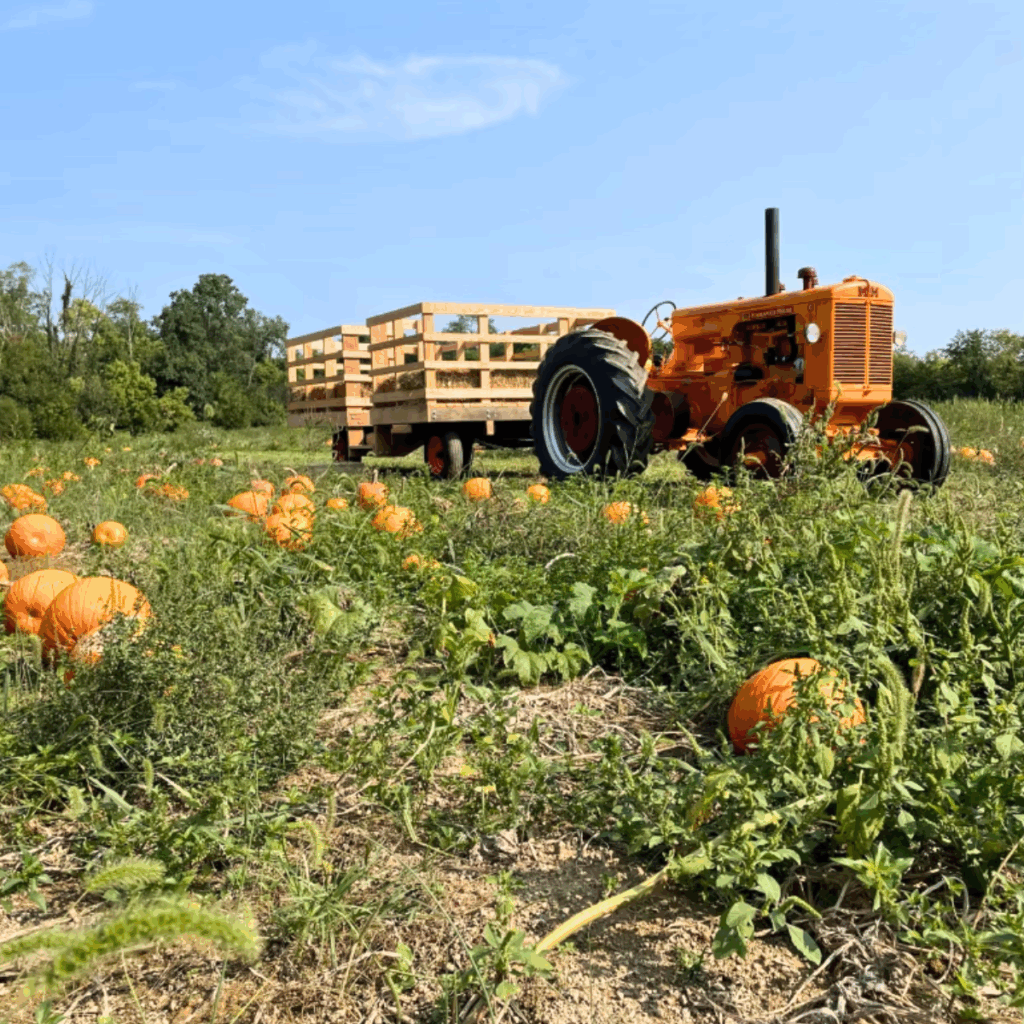 Farmer ChuckBone's Pumpkin Patch in Frederick County Maryland