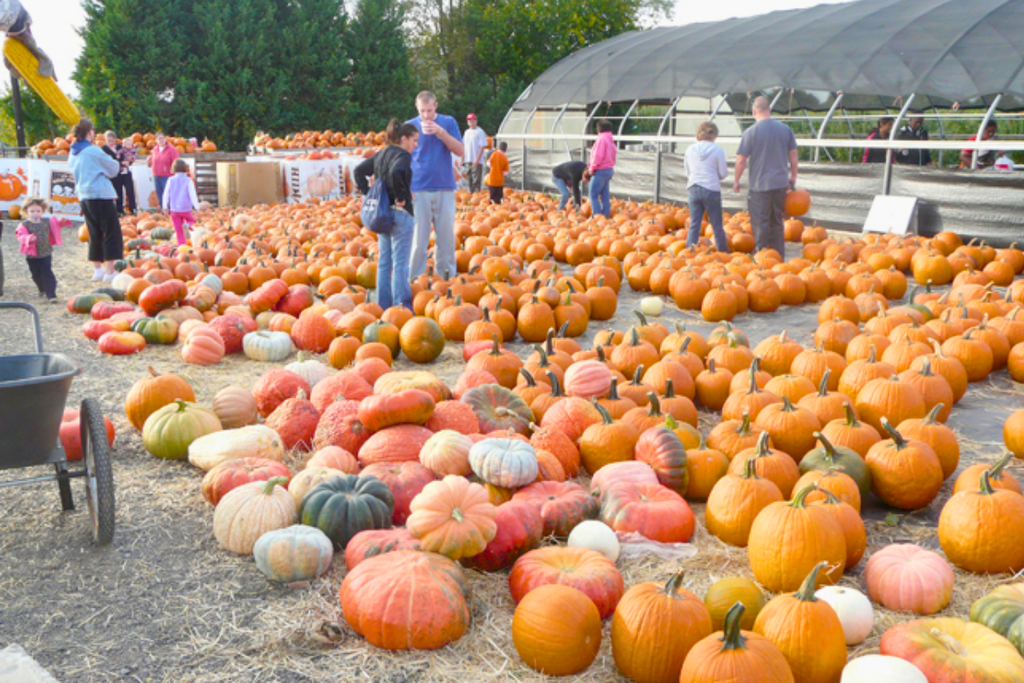 Pumpkins outside the farm market at Homestead Farm in Poolesville, Maryland