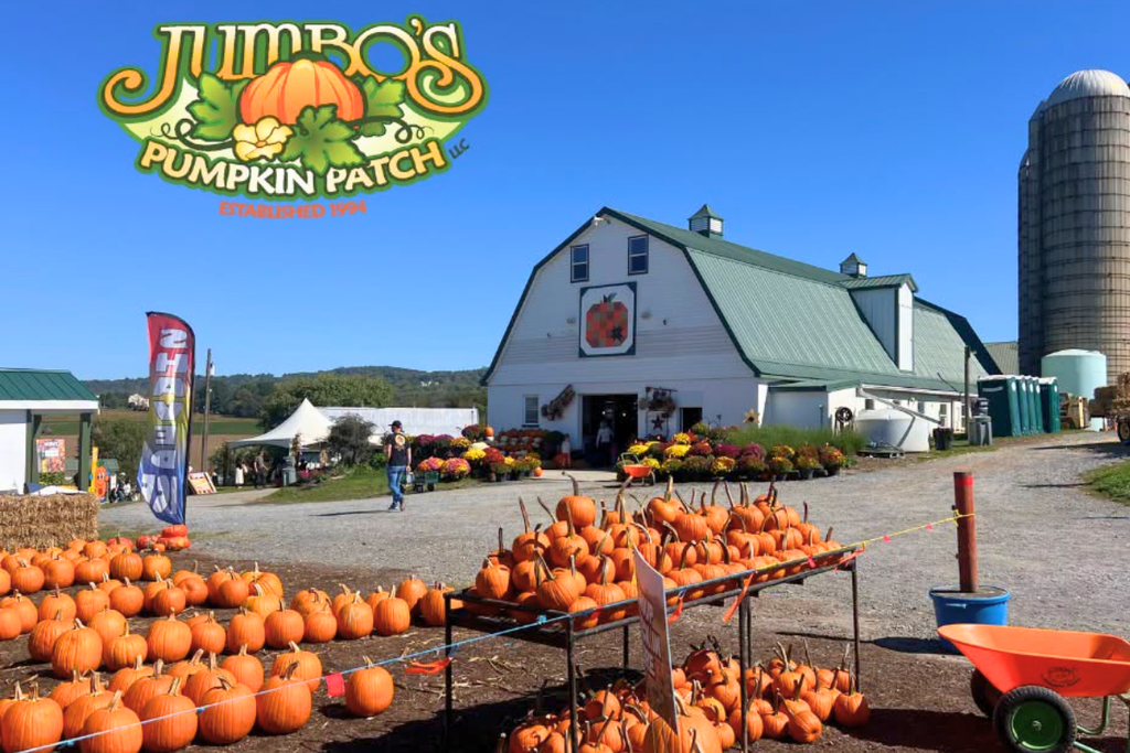 Pumpkins and barn at Jumbo’s Pumpkin Patch in Middletown, Maryland