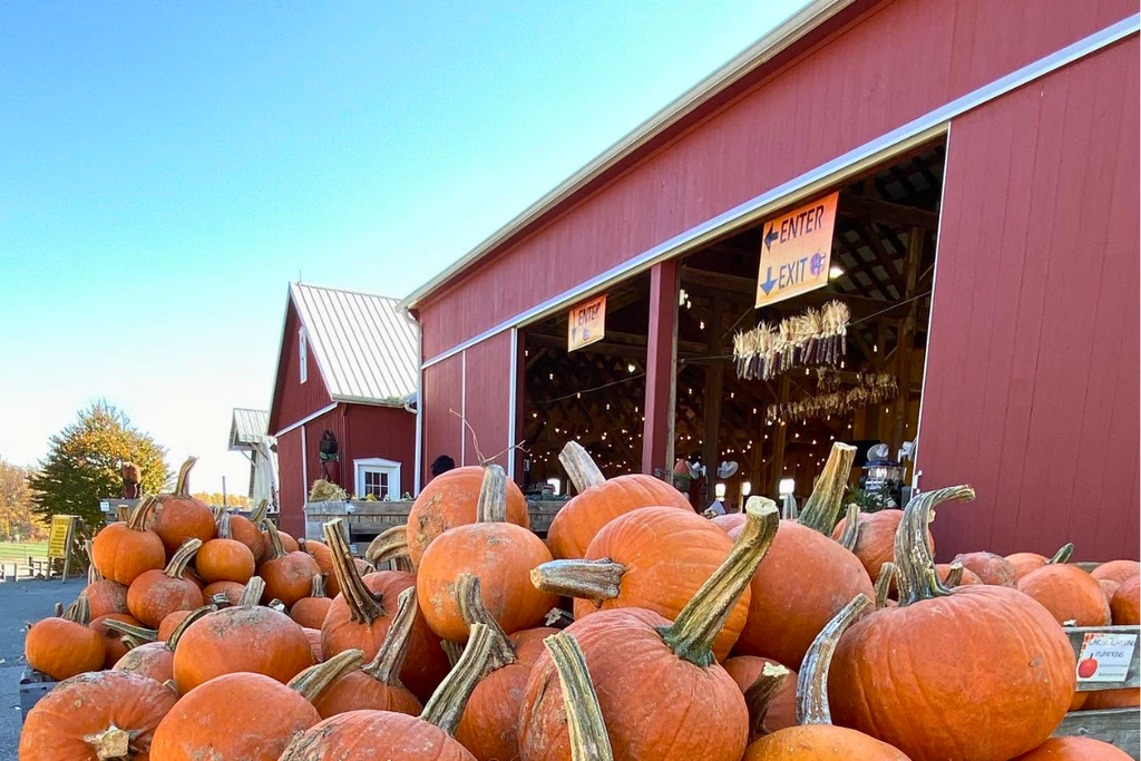 Pumpkins displayed outside the red barn at Larriland Farm in Woodbine, Maryland