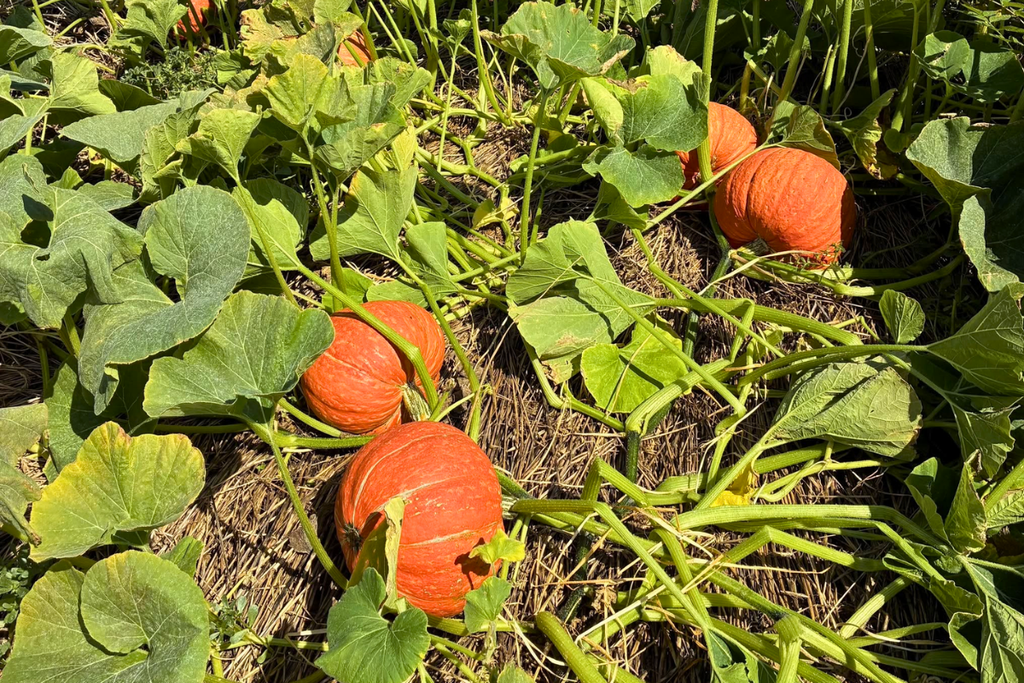 Pumpkins growing on the vine at Mayne’s Tree Farm in Buckeystown, Maryland