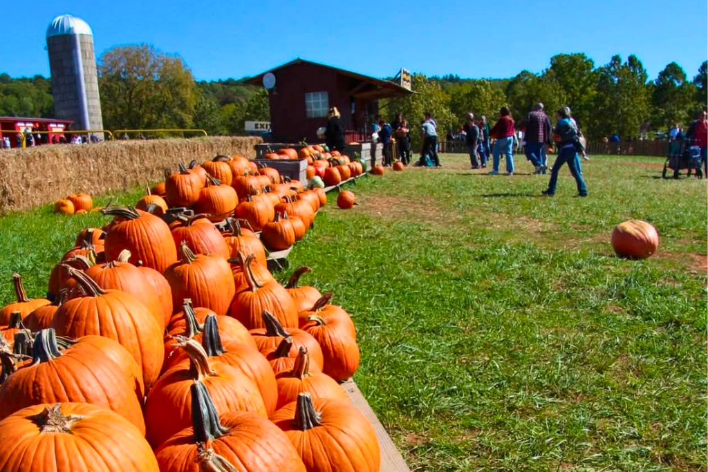 Pumpkins lined up at Summers Farm in Middletown, Maryland