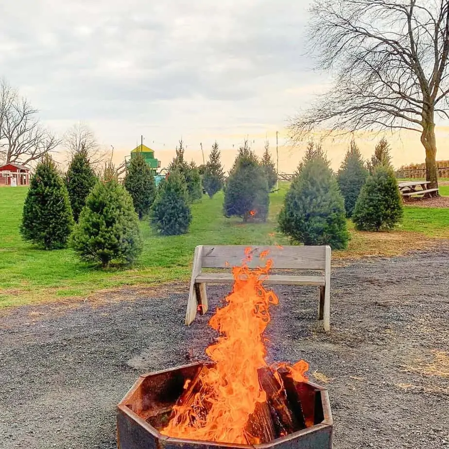 Christmas Tree Farms in Frederick Md & Nearby