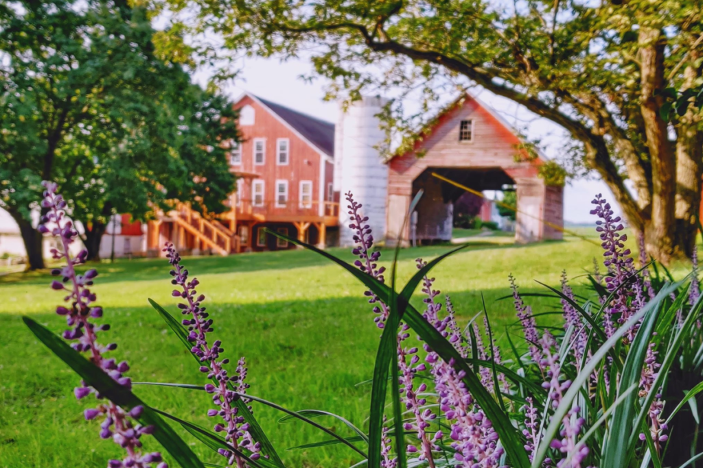 Linganore Winecellars vineyard in Mount Airy Maryland