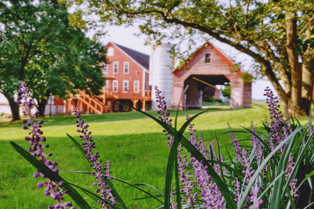 Linganore Winecellars vineyard in Mount Airy Maryland