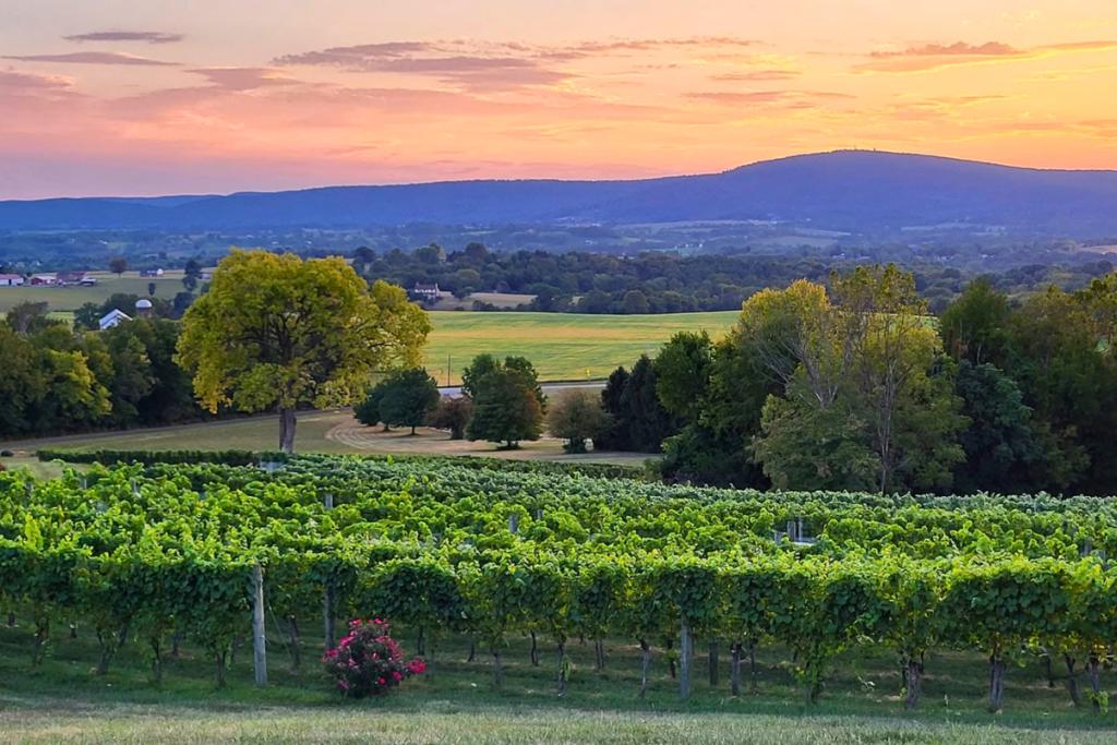 Mazzaroth Vineyard in Middletown Maryland