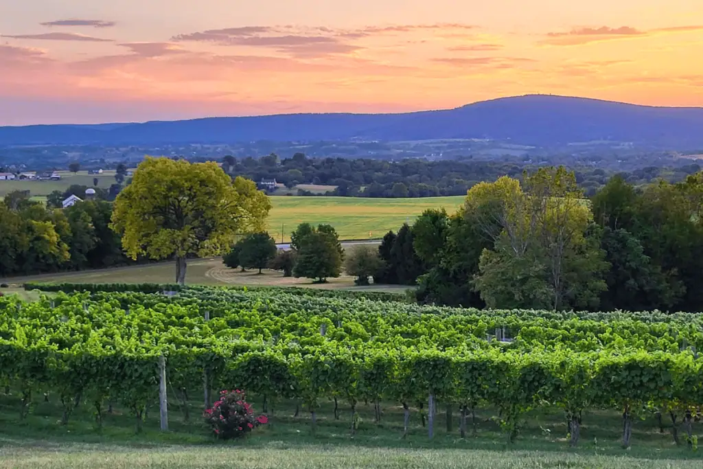Mazzaroth Vineyard in Middletown Maryland