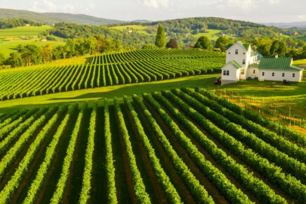 Six Wicket Vineyards in Myersville Maryland