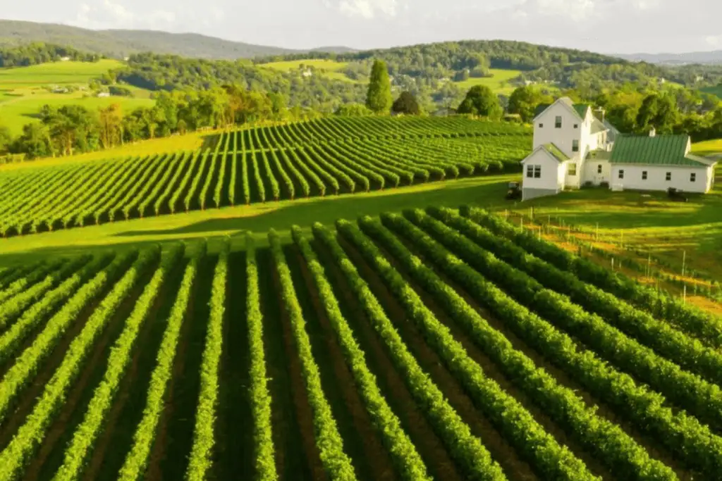 Six Wicket Vineyards in Myersville Maryland