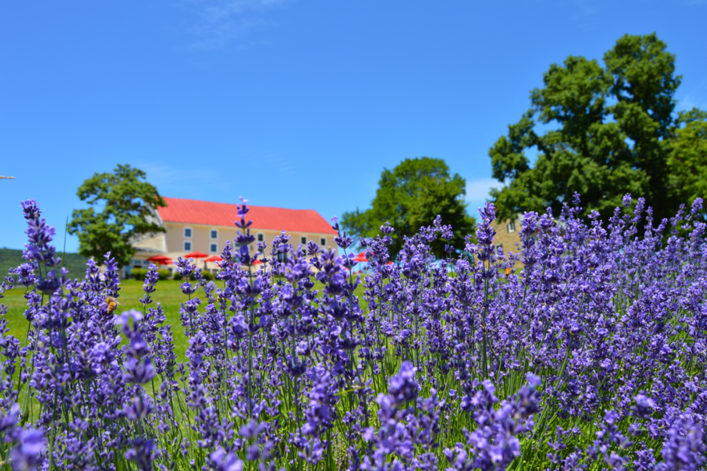 Springfield Manor Winery Distillery and Brewery in Thurmont Maryland
