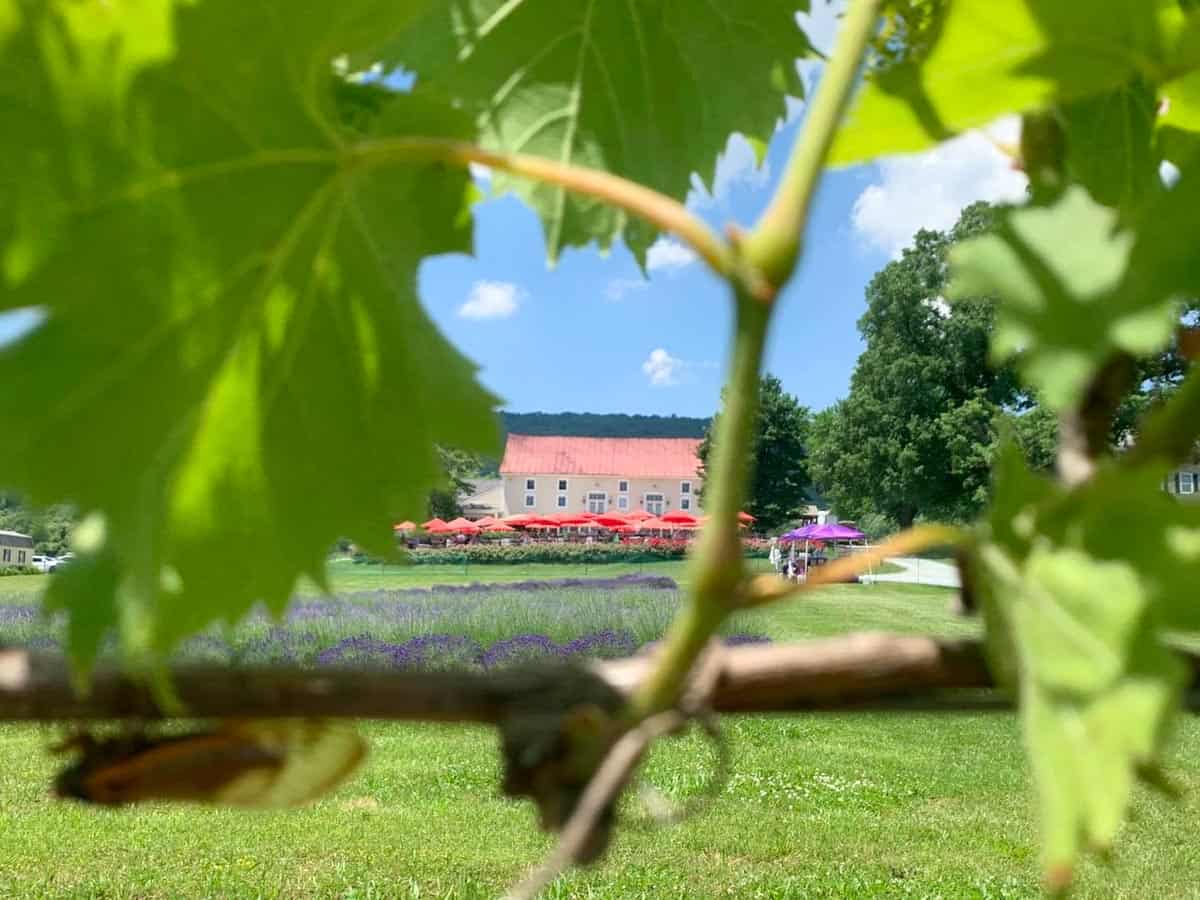 Wineries in Frederick Md (2022) Housewives of Frederick County