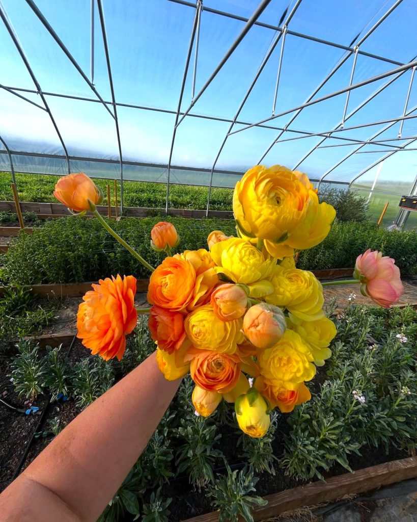 Daysland Vista Blooms