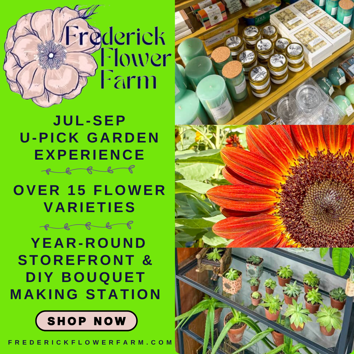 Frederick Flower Farm offers u-pick garden experiences from locally grown flowers