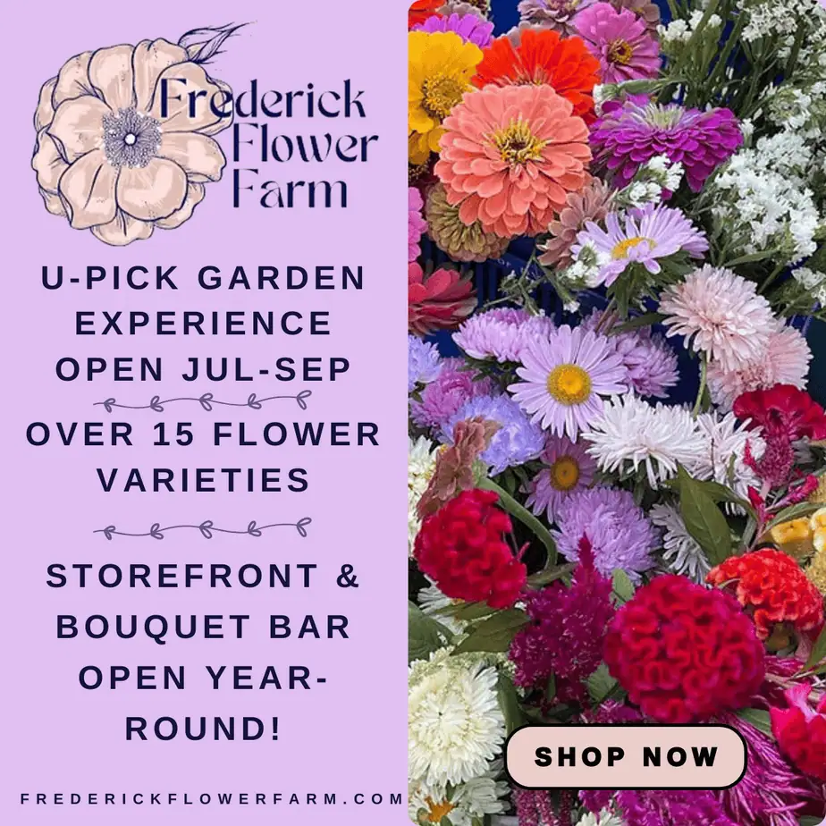 Frederick Flower Farm