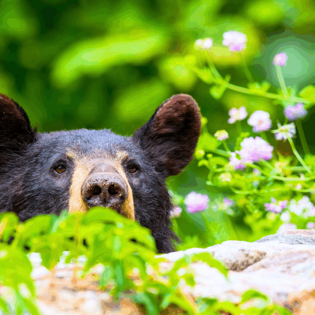 Bear and wildflowers at Shenandoah National Park