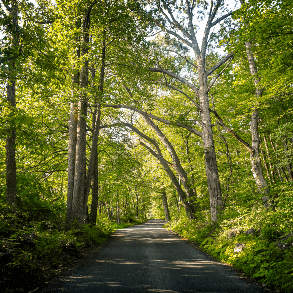 Catoctin Mountain National Park Tree Lined Road