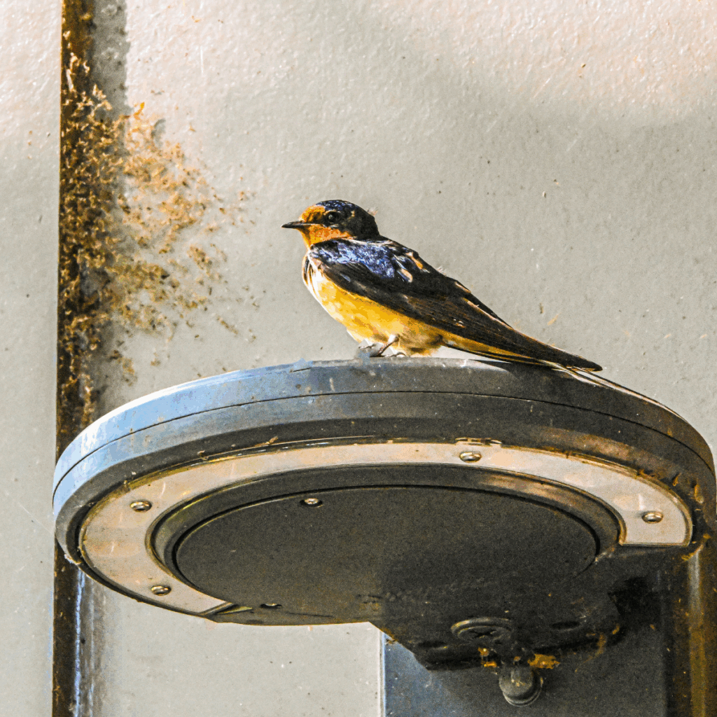 Barn Swallow drinking water at Cunningham Falls State Park 
