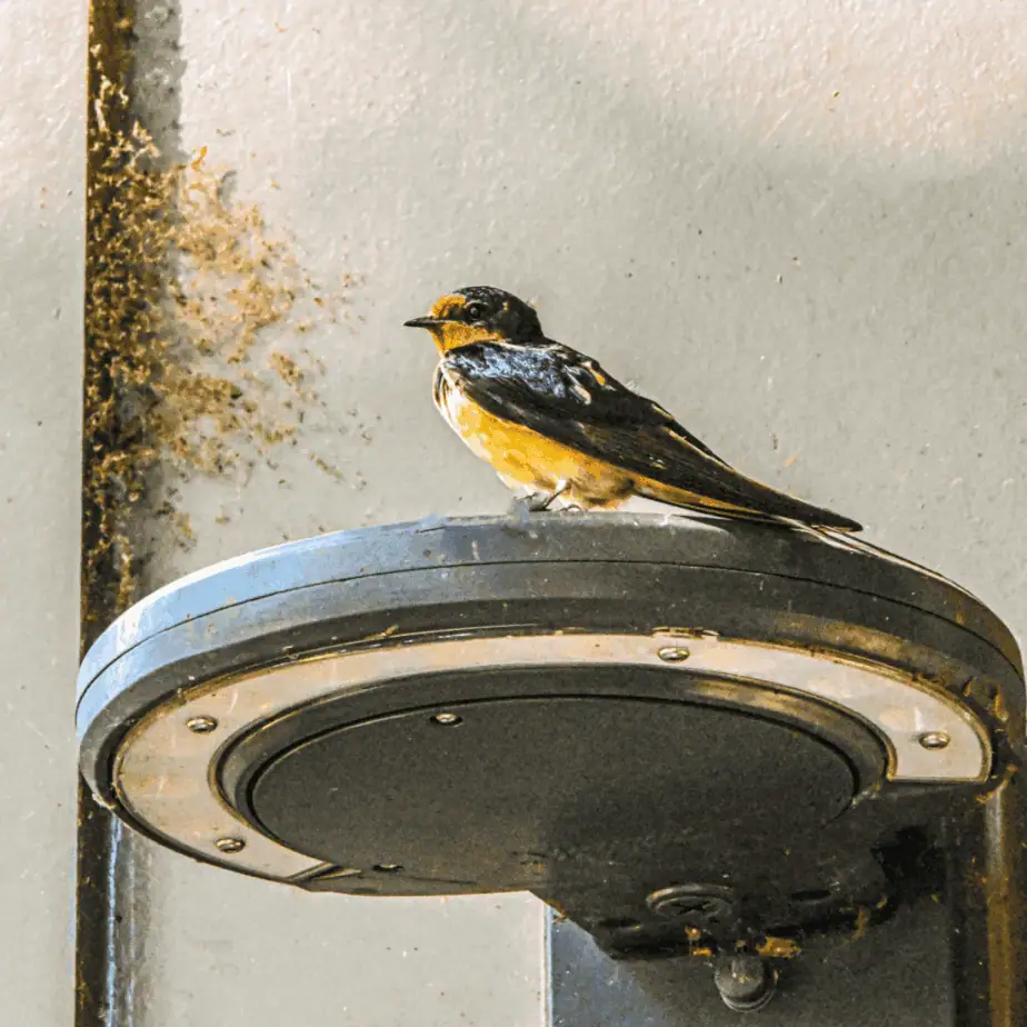 Barn Swallow drinking water at Cunningham Falls State Park