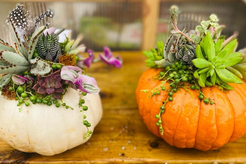 Pumpkin filled with fresh succulents and fall decorations during a workshop at Jumbo’s Pumpkin Patch in Middletown, Maryland.