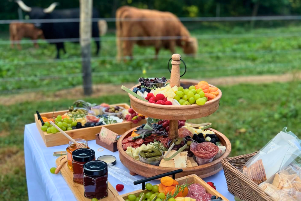 Luxury picnic setup with Highland cows at Black Rock Farm near Frederick, Maryland.