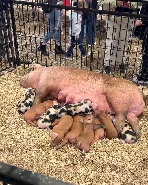 Baby pigs resting in the livestock barn at The Great Frederick Fair